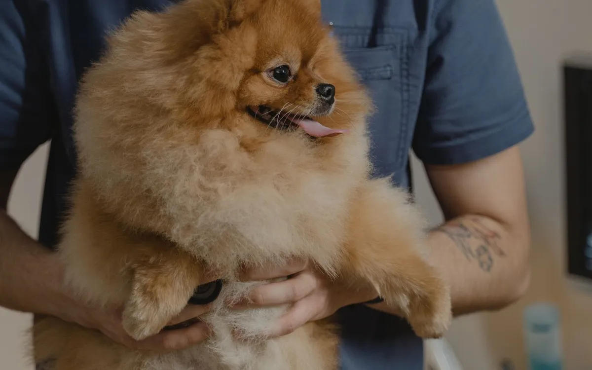Veterinário de estetoscópio segurando um cachorro spitz alemão no colo.