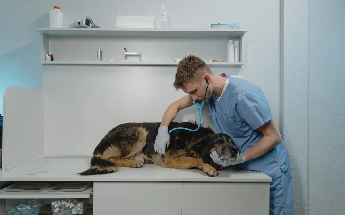 Veterinário examinando um cachorro deitado em uma mesa em clínica clara.
