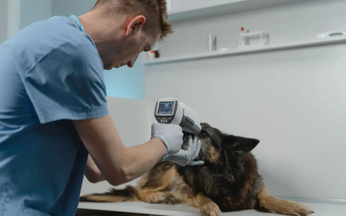 Veterinário verificando um cachorro pastor com um termômetro infravermelho.